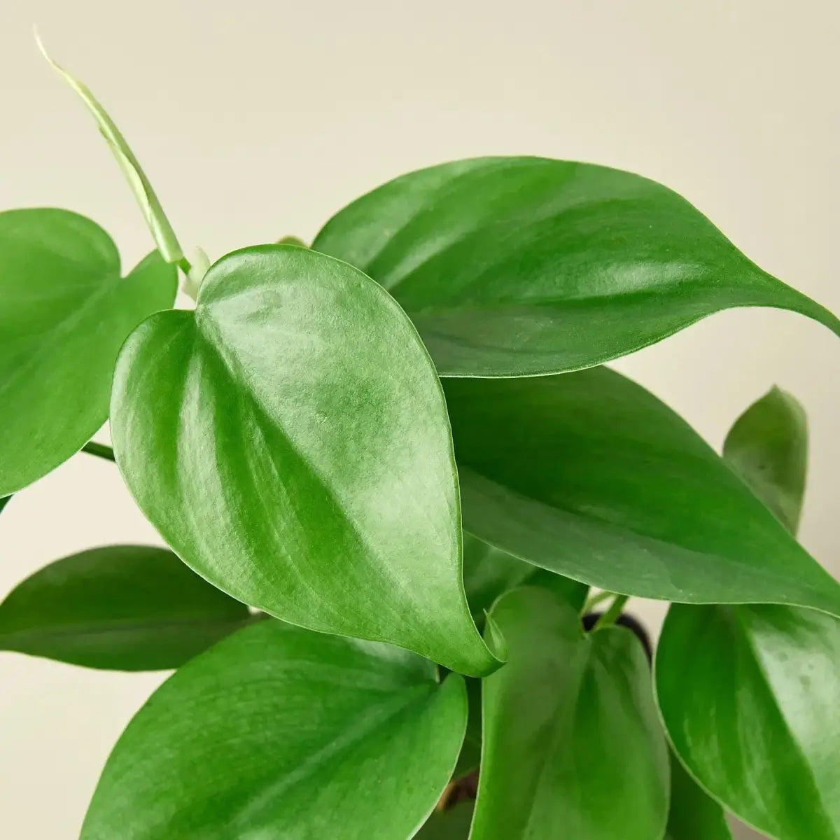 Philodendron Plant - Cordatum Heartleaf - 3’’ Pot / Nursery Pot - House Plant Shop