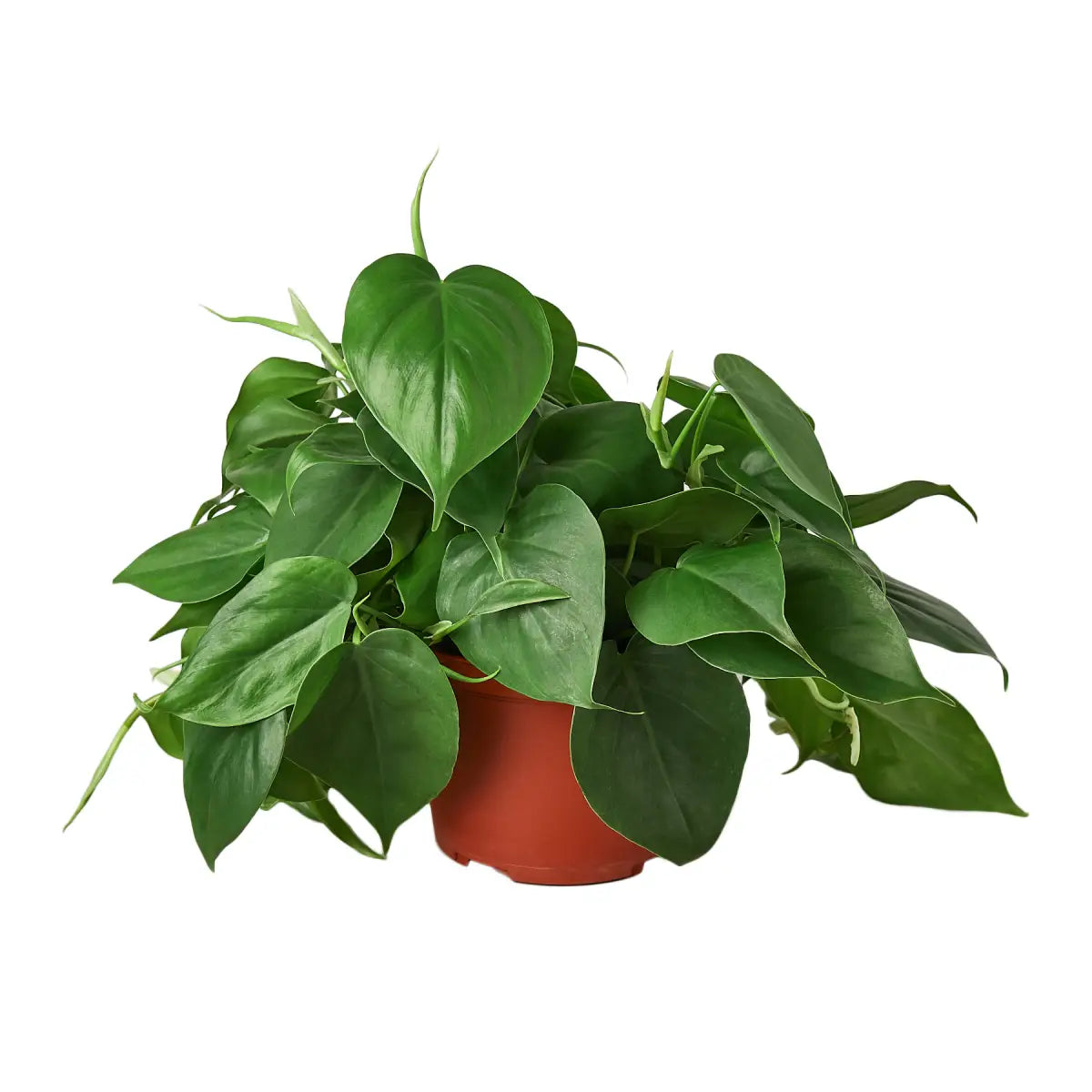 Philodendron Plant - Cordatum Heartleaf - House Plant Shop