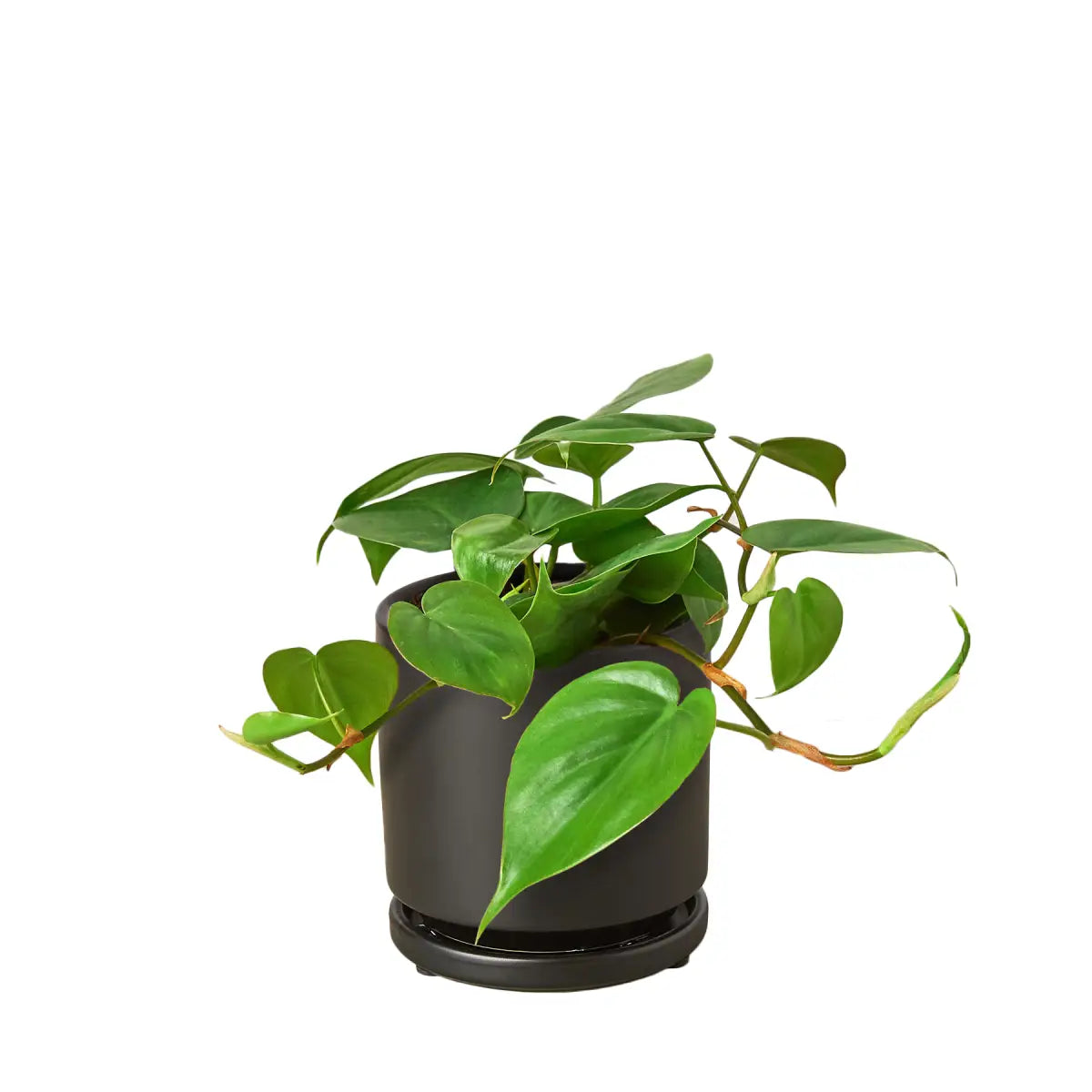 Philodendron Plant - Cordatum Heartleaf - House Plant Shop