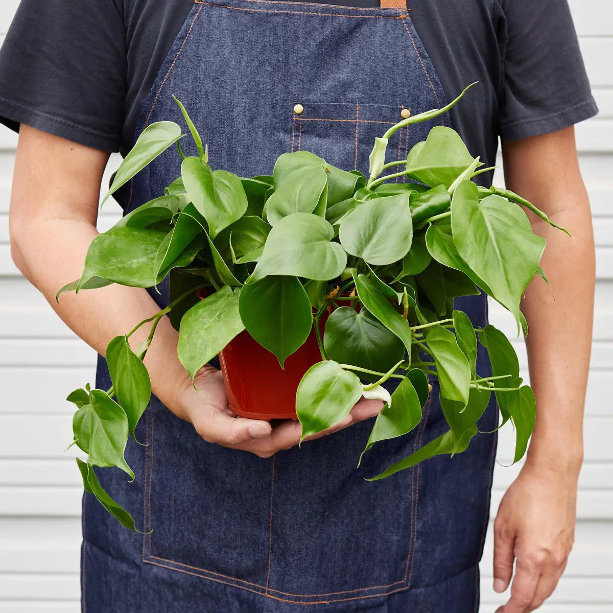 Philodendron Plant - Cordatum Heartleaf - House Plant Shop