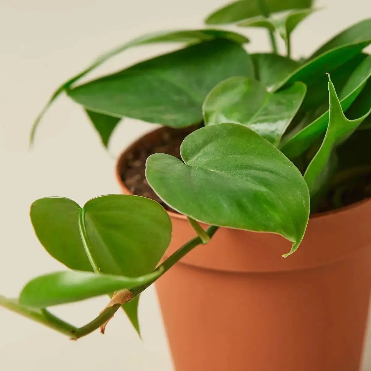Philodendron Plant - Cordatum Heartleaf - House Plant Shop