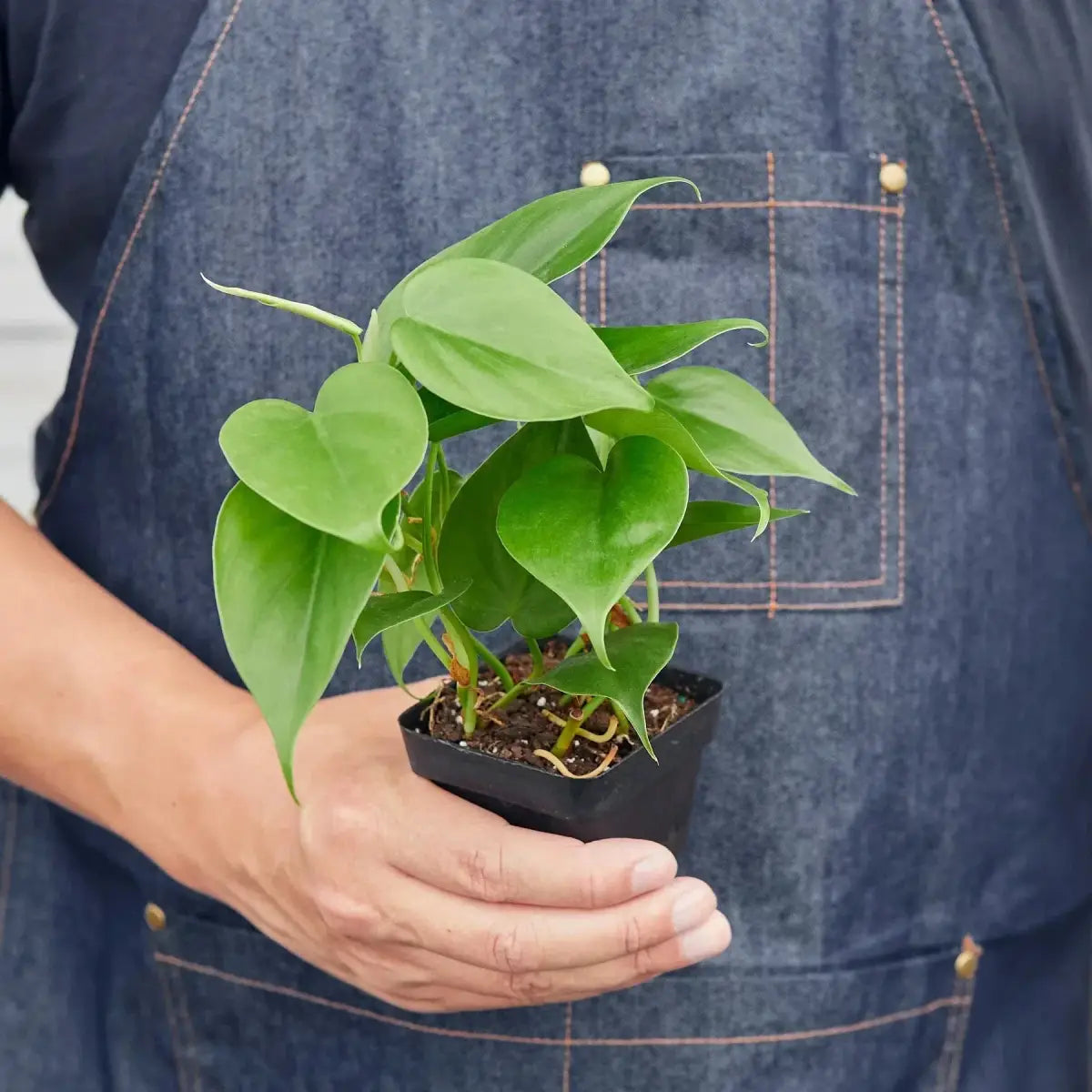 Philodendron Plant - Cordatum Heartleaf - House Plant Shop
