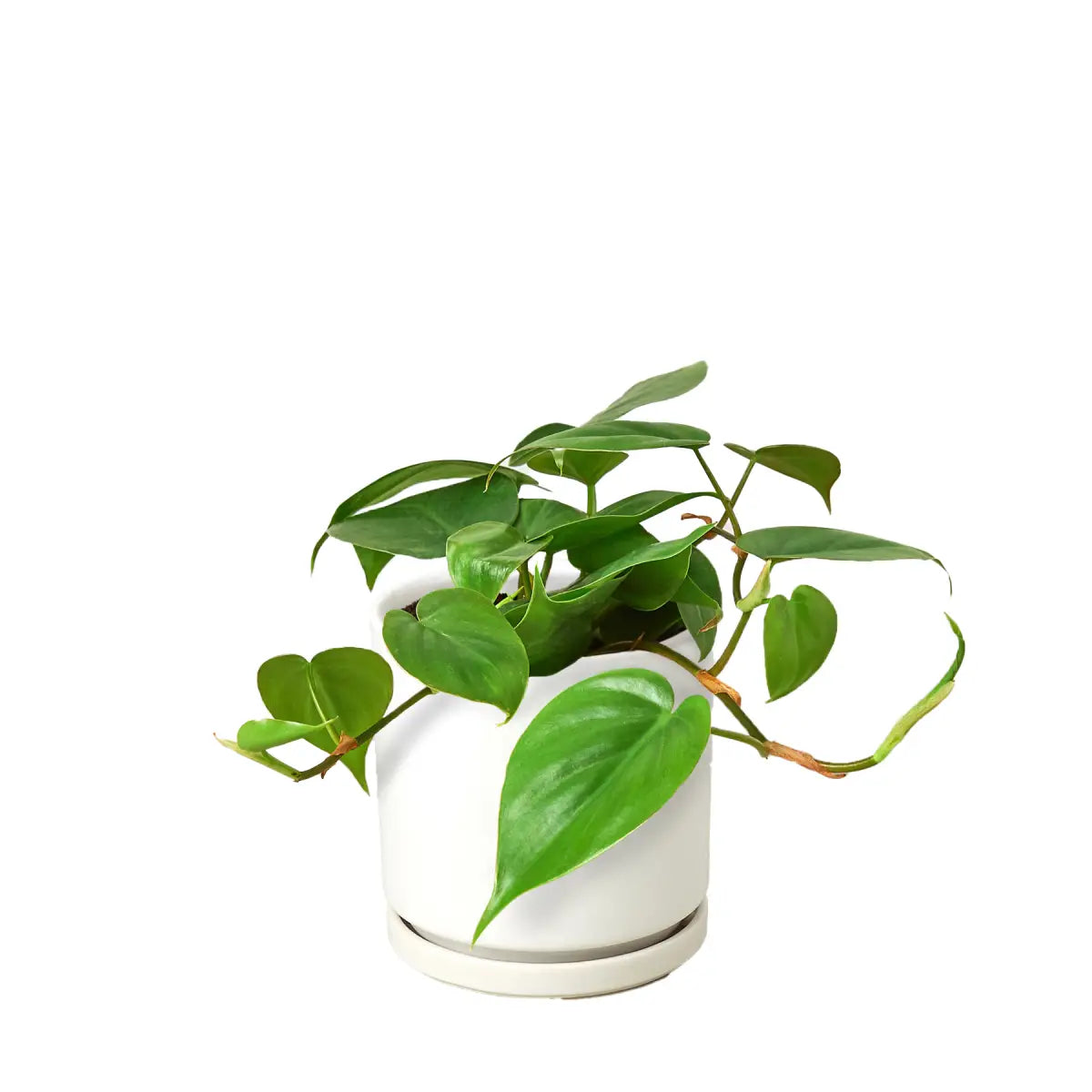 Philodendron Plant - Cordatum Heartleaf - House Plant Shop