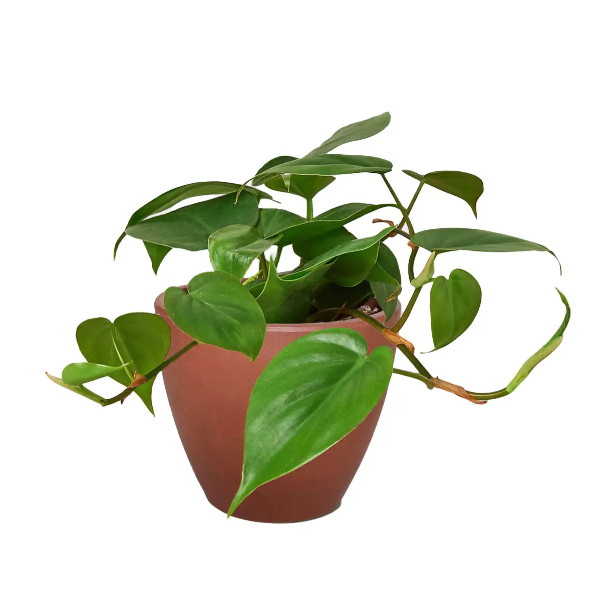 Philodendron Plant - Cordatum Heartleaf - House Plant Shop