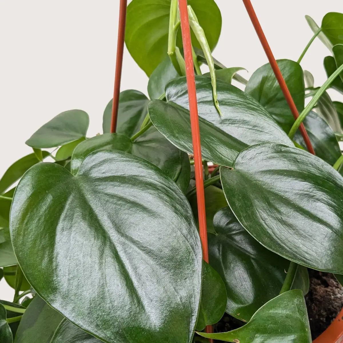 Philodendron Plant - Cordatum Heartleaf - House Plant Shop