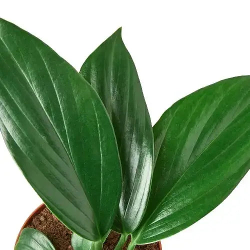 Philodendron ’Dragon Tail’ - House Plant Shop