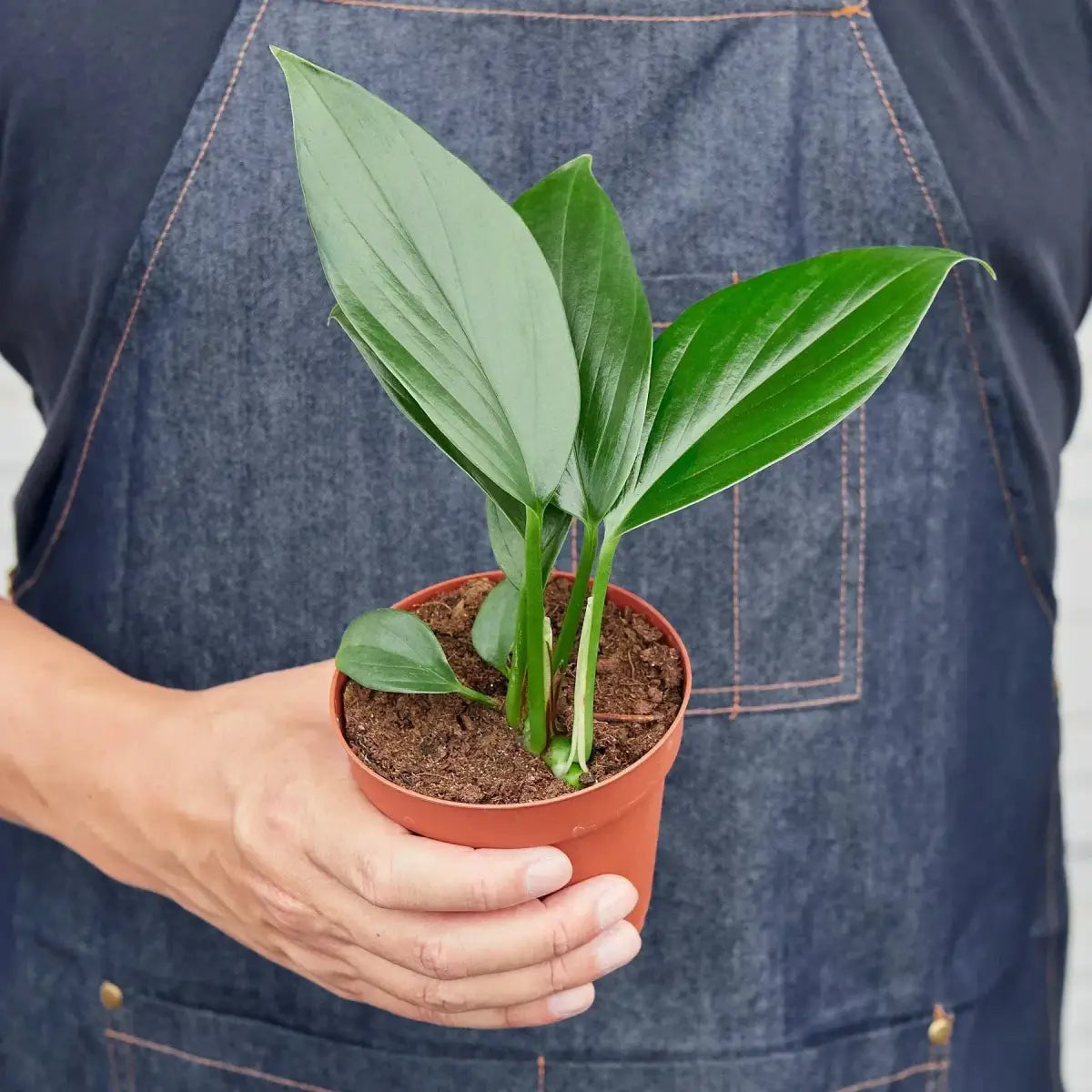 Philodendron ’Dragon Tail’ - House Plant Shop