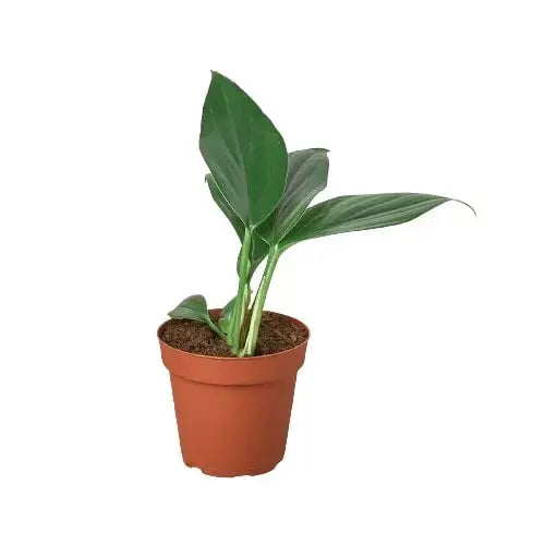 Philodendron ’Dragon Tail’ - House Plant Shop
