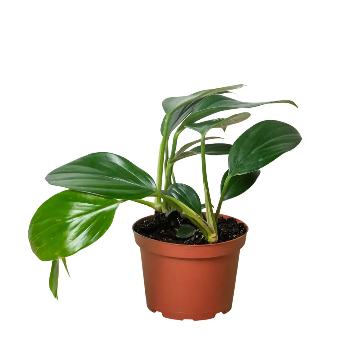 Philodendron ’Dragon Tail’ - House Plant Shop