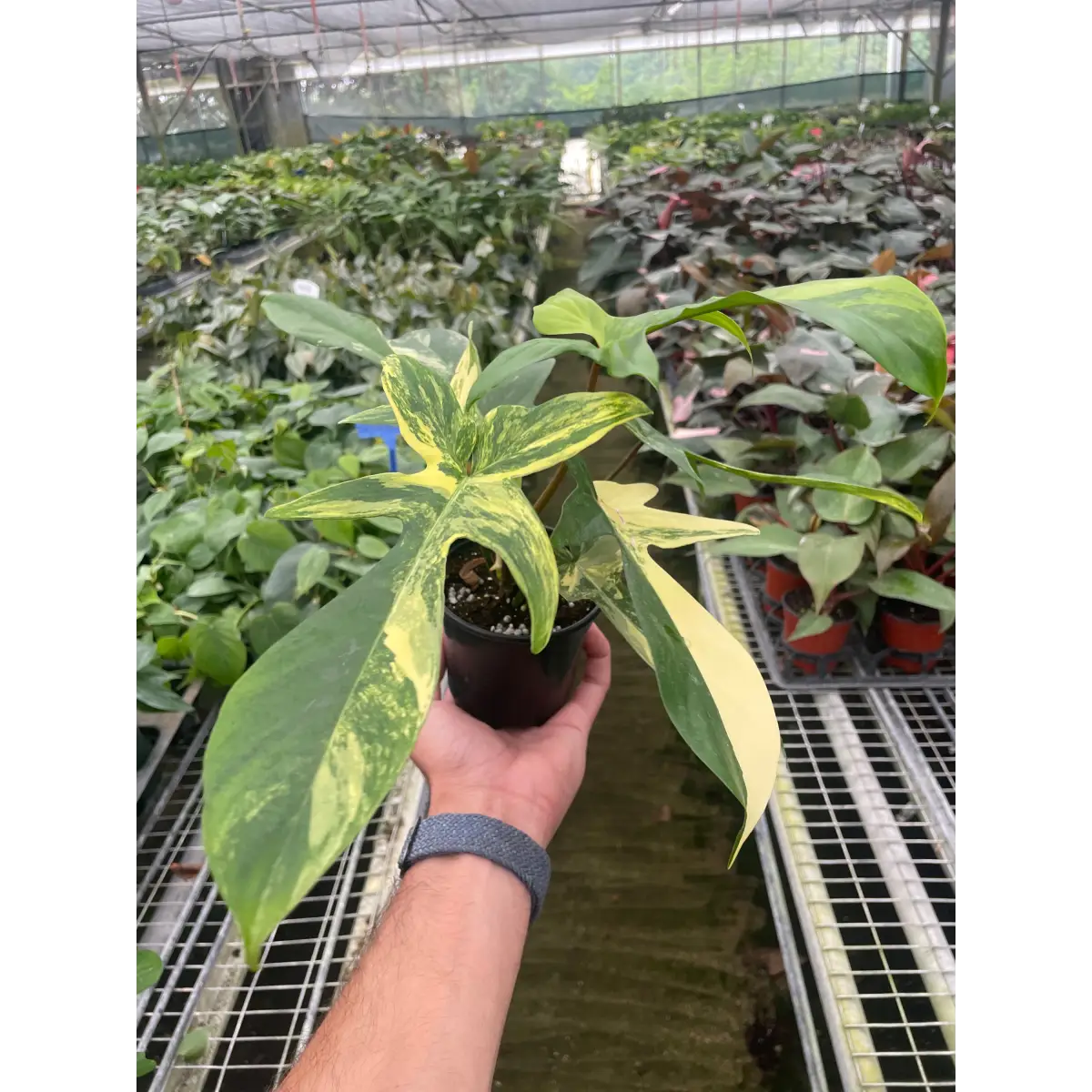 Philodendron Florida Beauty Variegated - 4’’ Pot - House Plant Shop