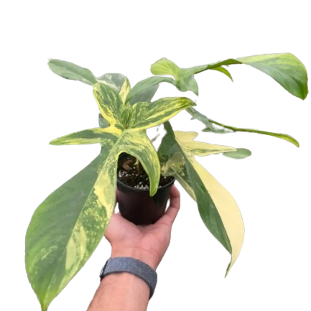 Philodendron Florida Beauty Variegated - 4’’ Pot - House Plant Shop