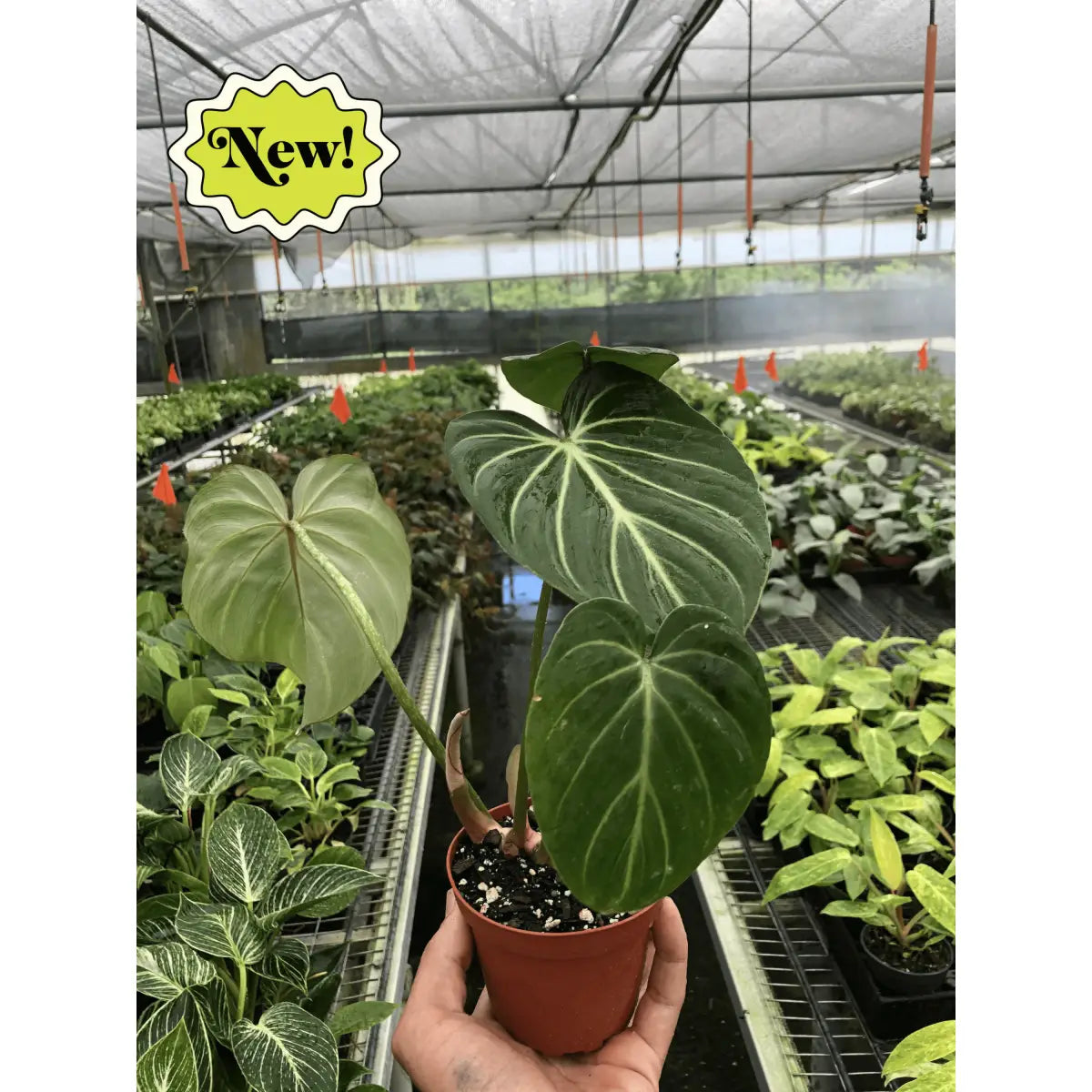 Philodendron Plant - Gloriosum - House Plant Shop