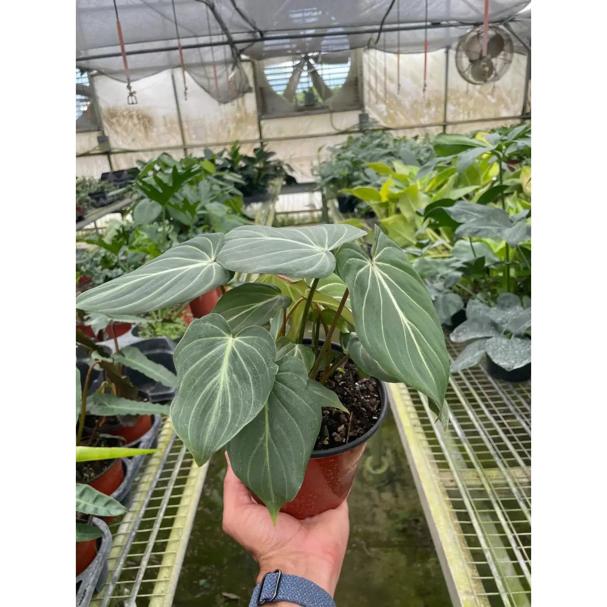 Philodendron Plant - Gloriosum - House Plant Shop