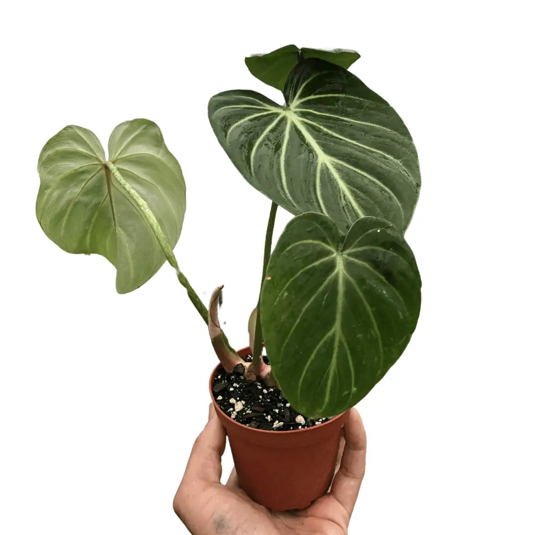 Philodendron Plant - Gloriosum - 2’’ Pot - House Plant Shop