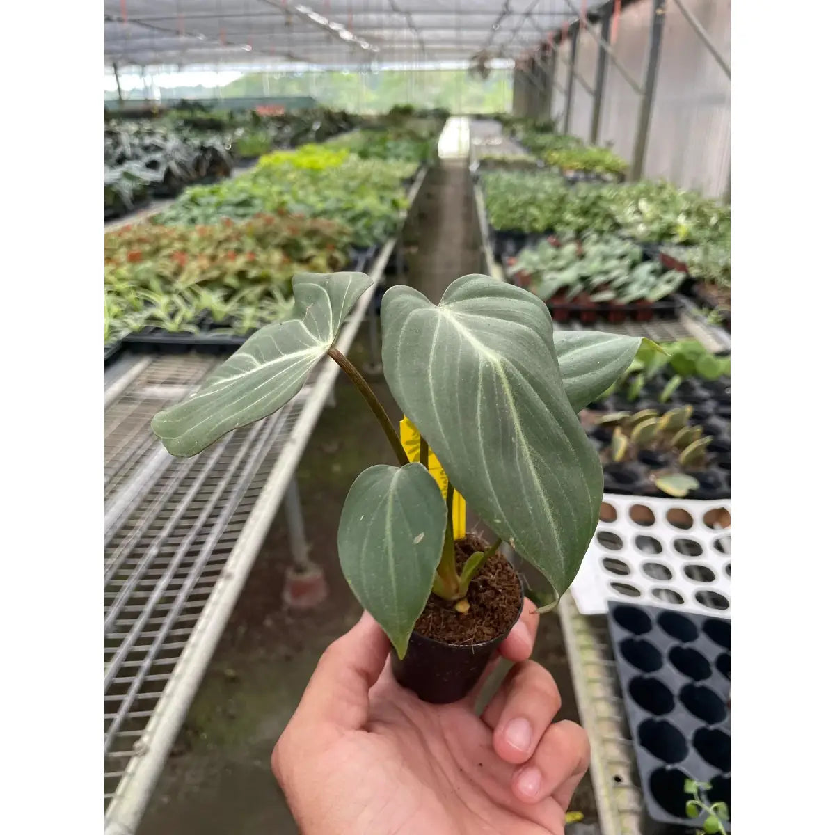 Philodendron Plant - Gloriosum - House Plant Shop