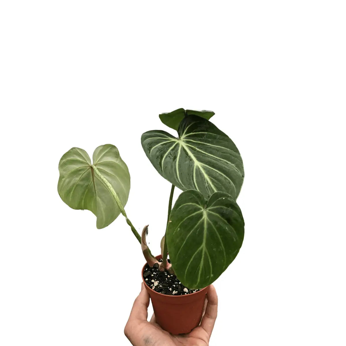 Philodendron Plant - Gloriosum - House Plant Shop