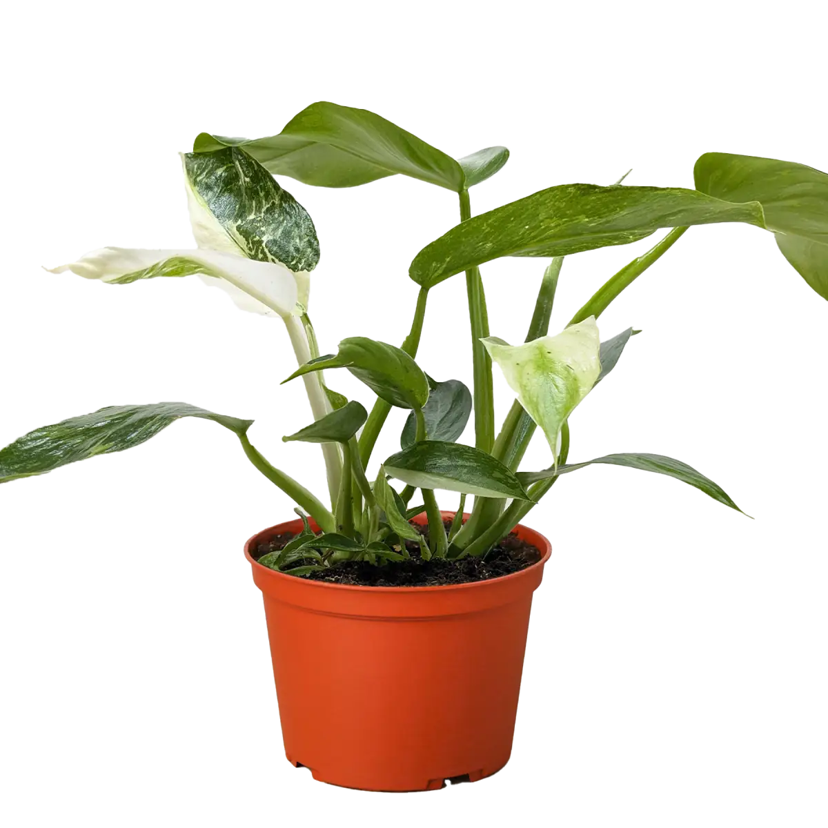 Philodendron Jose Bueno - House Plant Shop