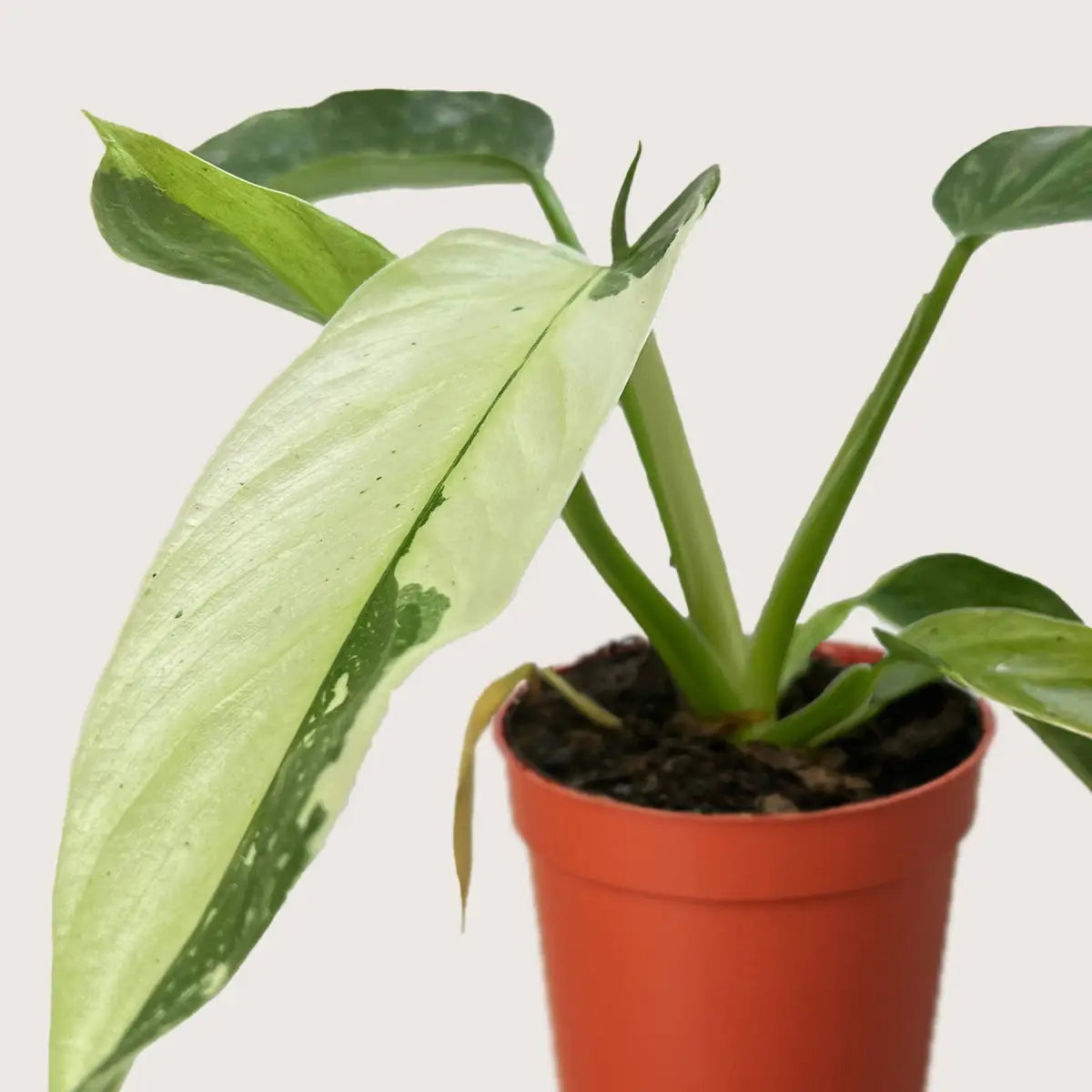 Philodendron Jose Bueno - House Plant Shop