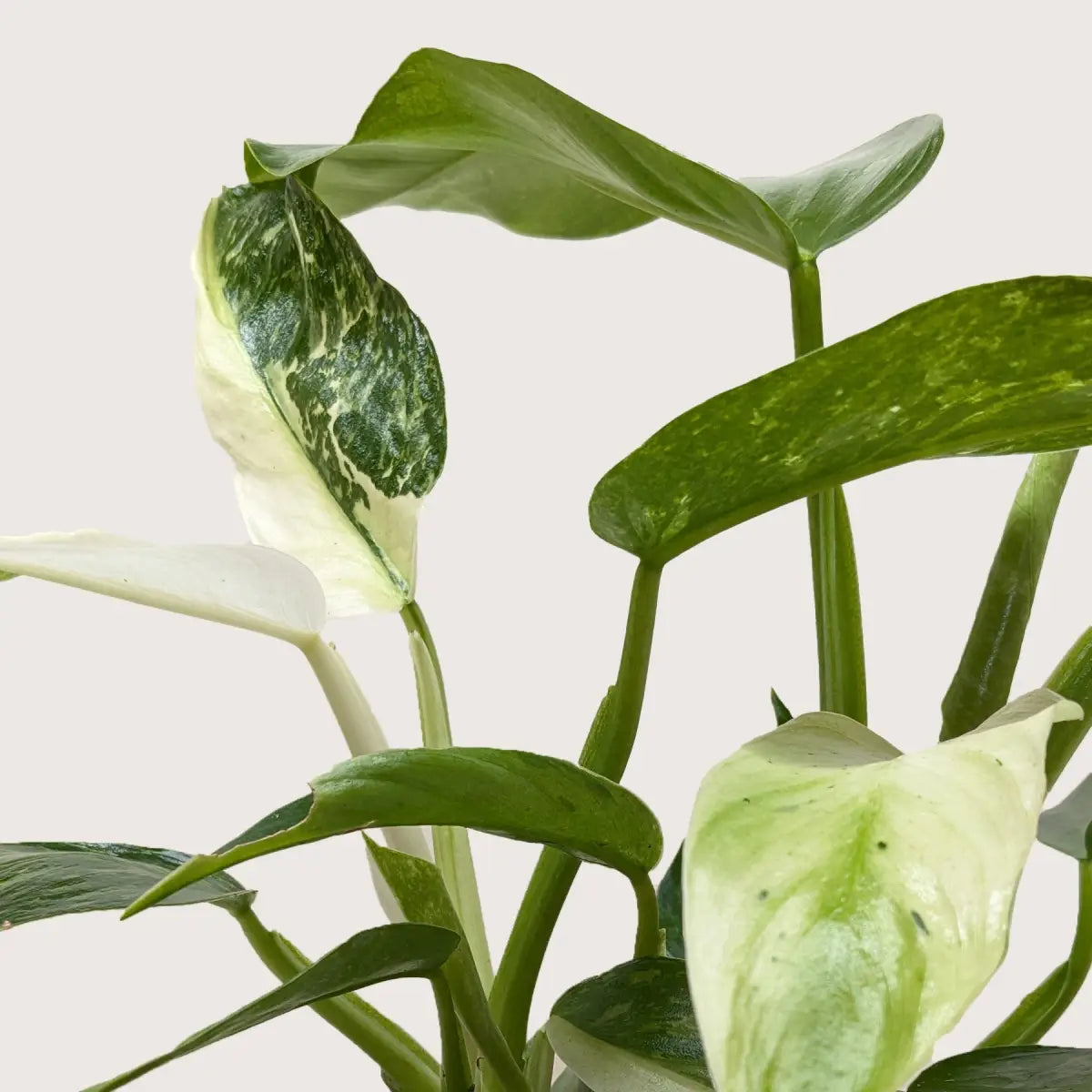 Philodendron Jose Bueno - House Plant Shop