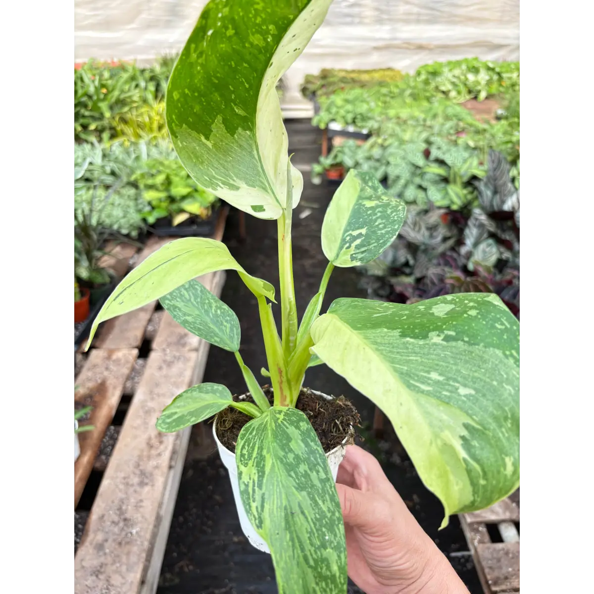 Philodendron Jose Bueno - House Plant Shop
