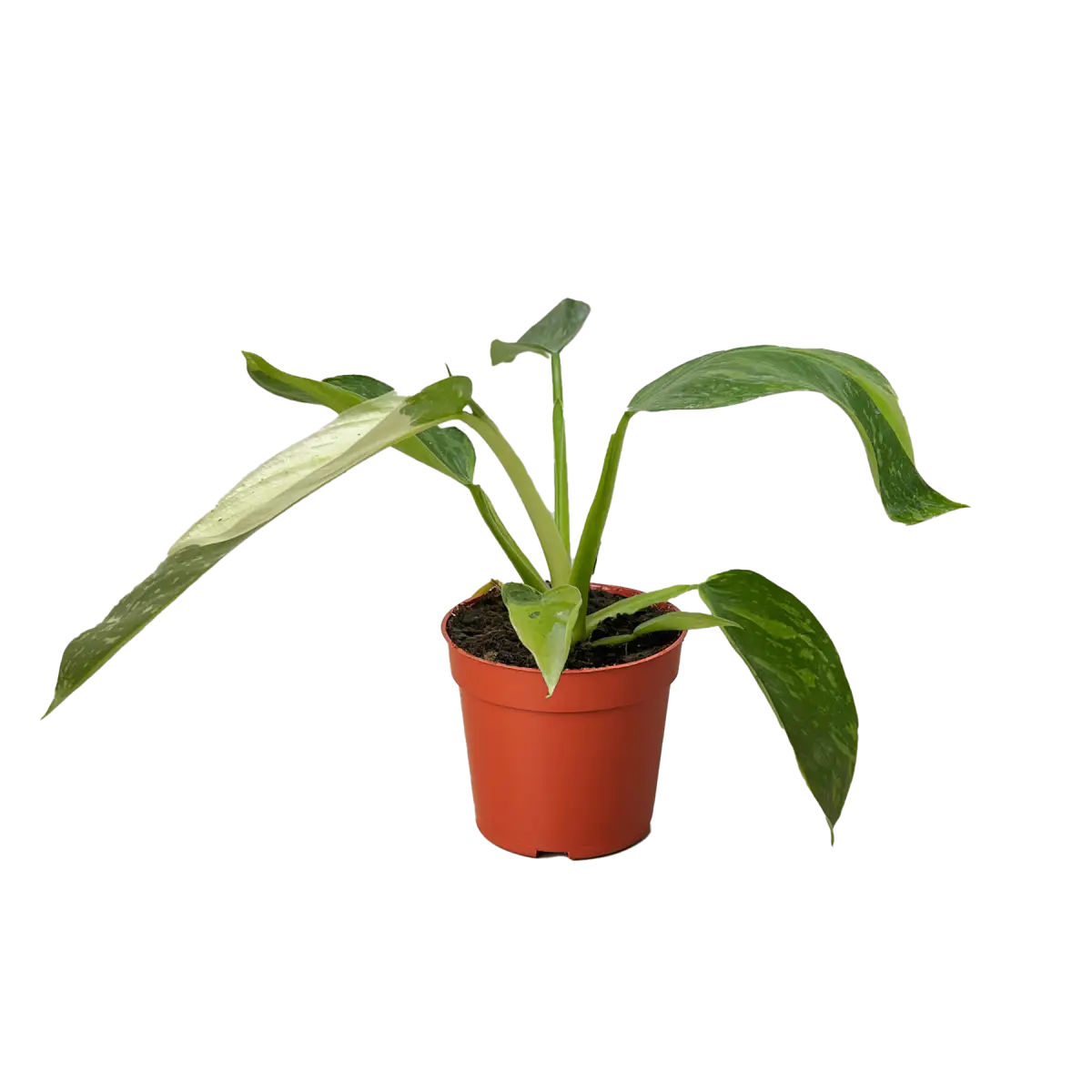 Philodendron Jose Bueno - House Plant Shop