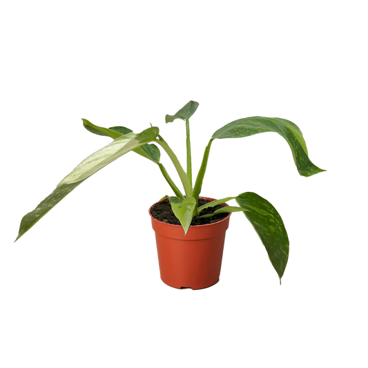 Philodendron Jose Bueno - House Plant Shop