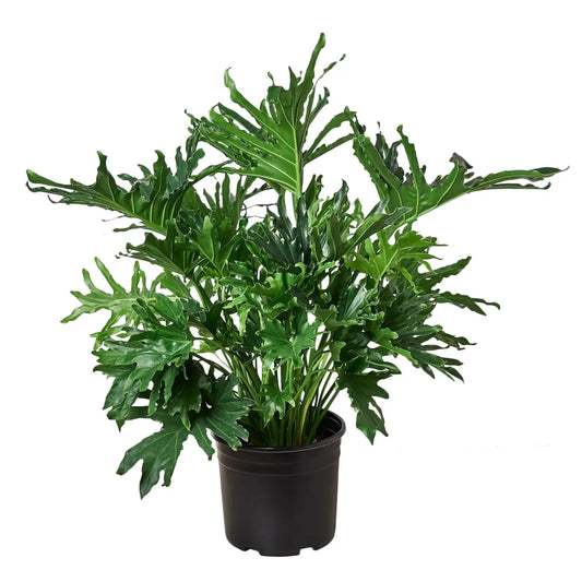 Philodendron Plant - ‘Lickety Split’ - 8’’ Pot - House Plant Shop