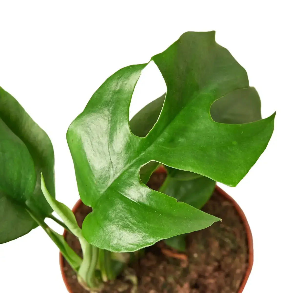 Philodendron Plant - Mini Monstera Minima - 4’’ Pot / Nursery Pot - House Plant Shop