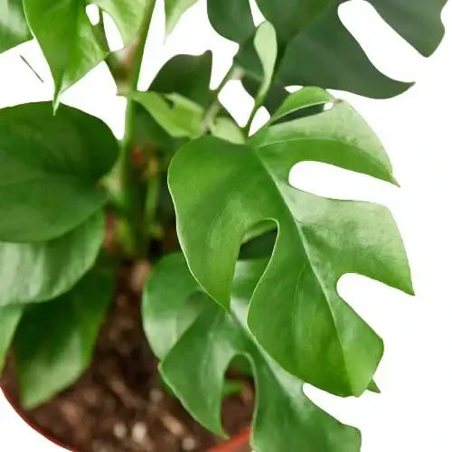 Philodendron Plant - Mini Monstera Minima - House Plant Shop