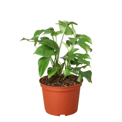 Philodendron Plant - Mini Monstera Minima - House Plant Shop
