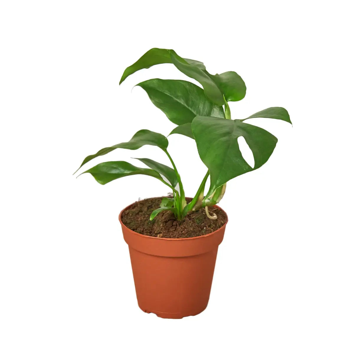 Philodendron Plant - Mini Monstera Minima - House Plant Shop