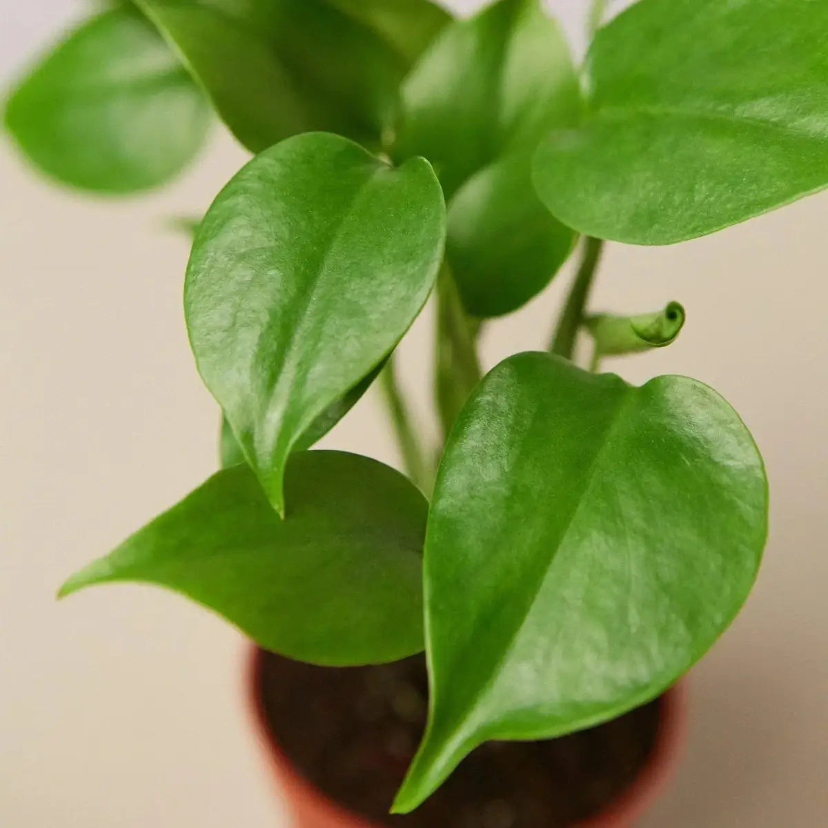 Philodendron Plant - Monstera Split-Leaf - House Plant Shop