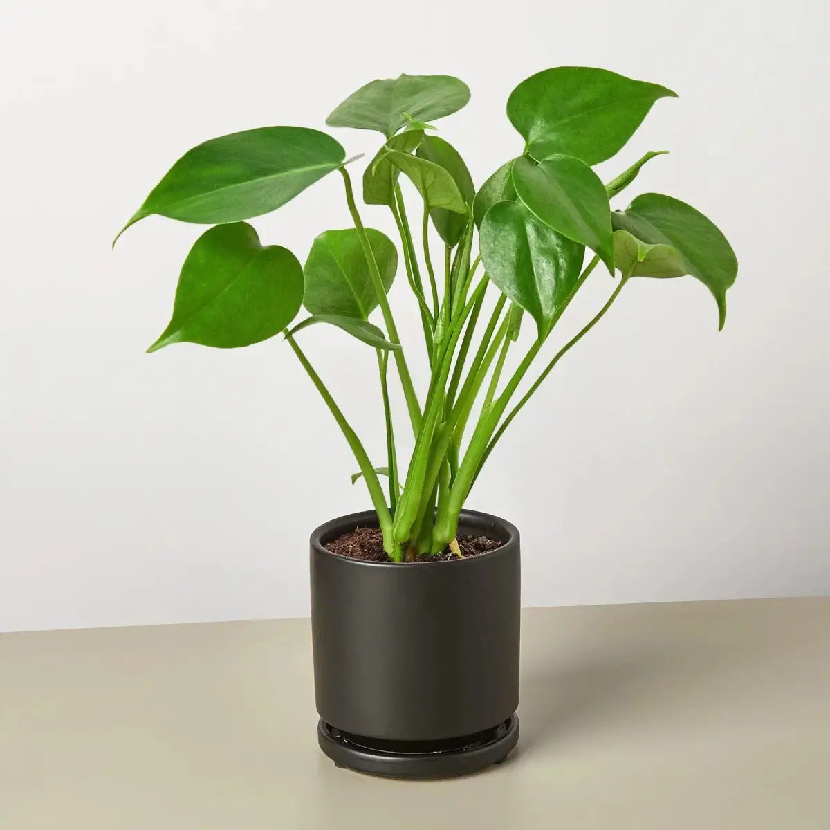 Philodendron Plant - Monstera Split-Leaf - House Plant Shop