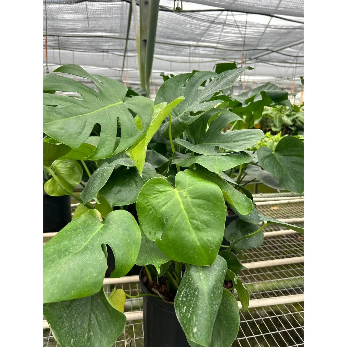 Philodendron Plant - Monstera Split-Leaf - House Plant Shop