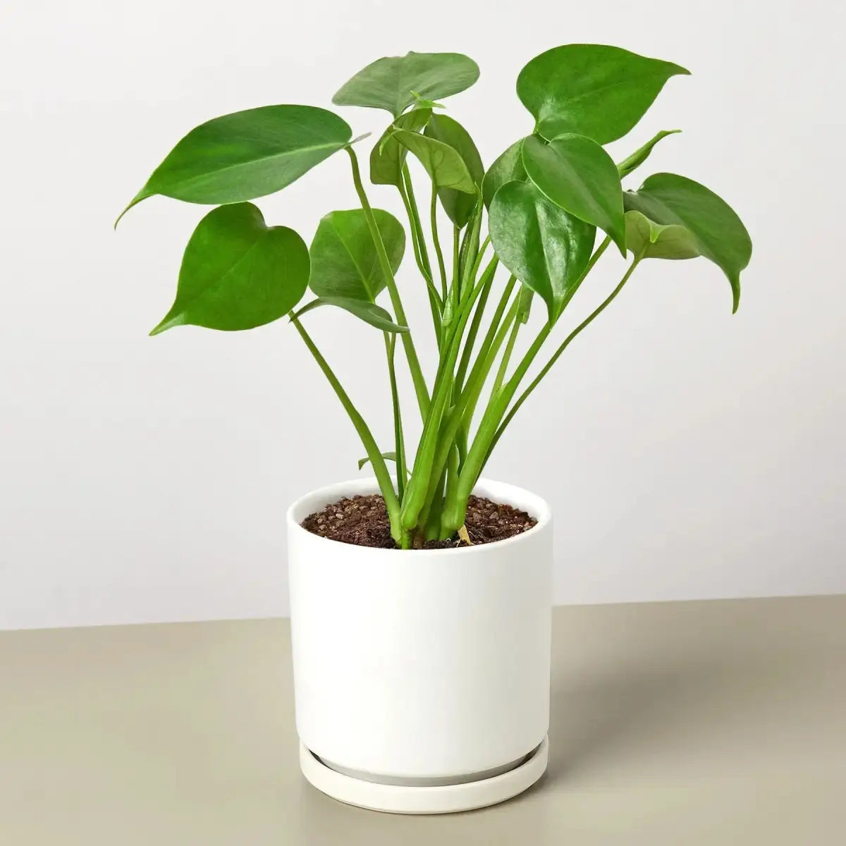 Philodendron Plant - Monstera Split-Leaf - House Plant Shop