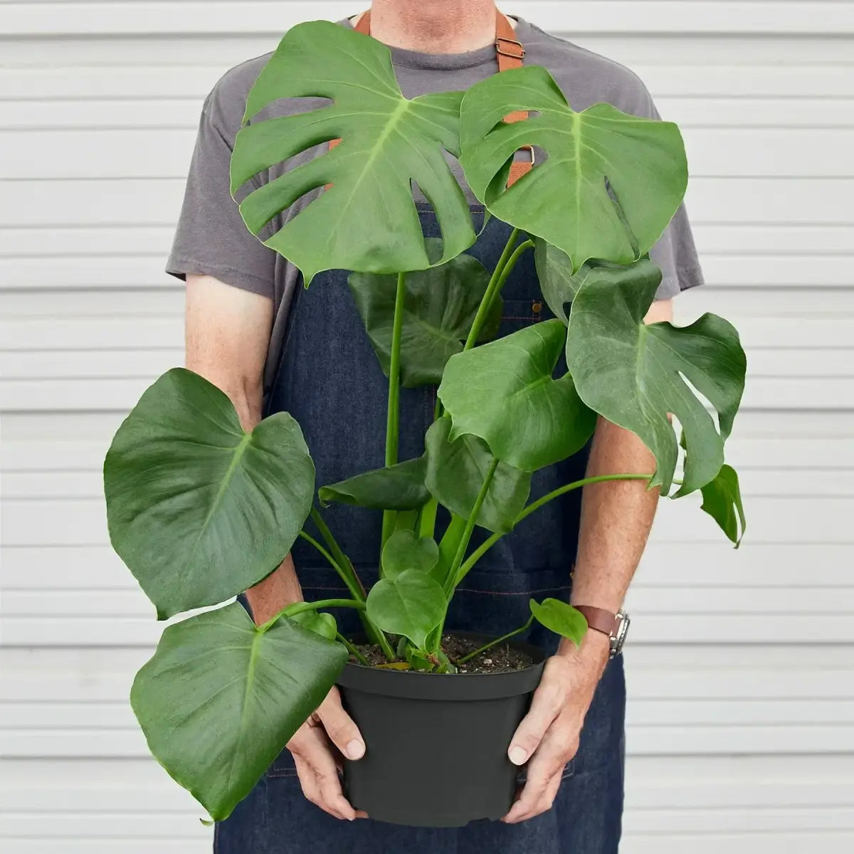 Philodendron Plant - Monstera Split-Leaf - House Plant Shop