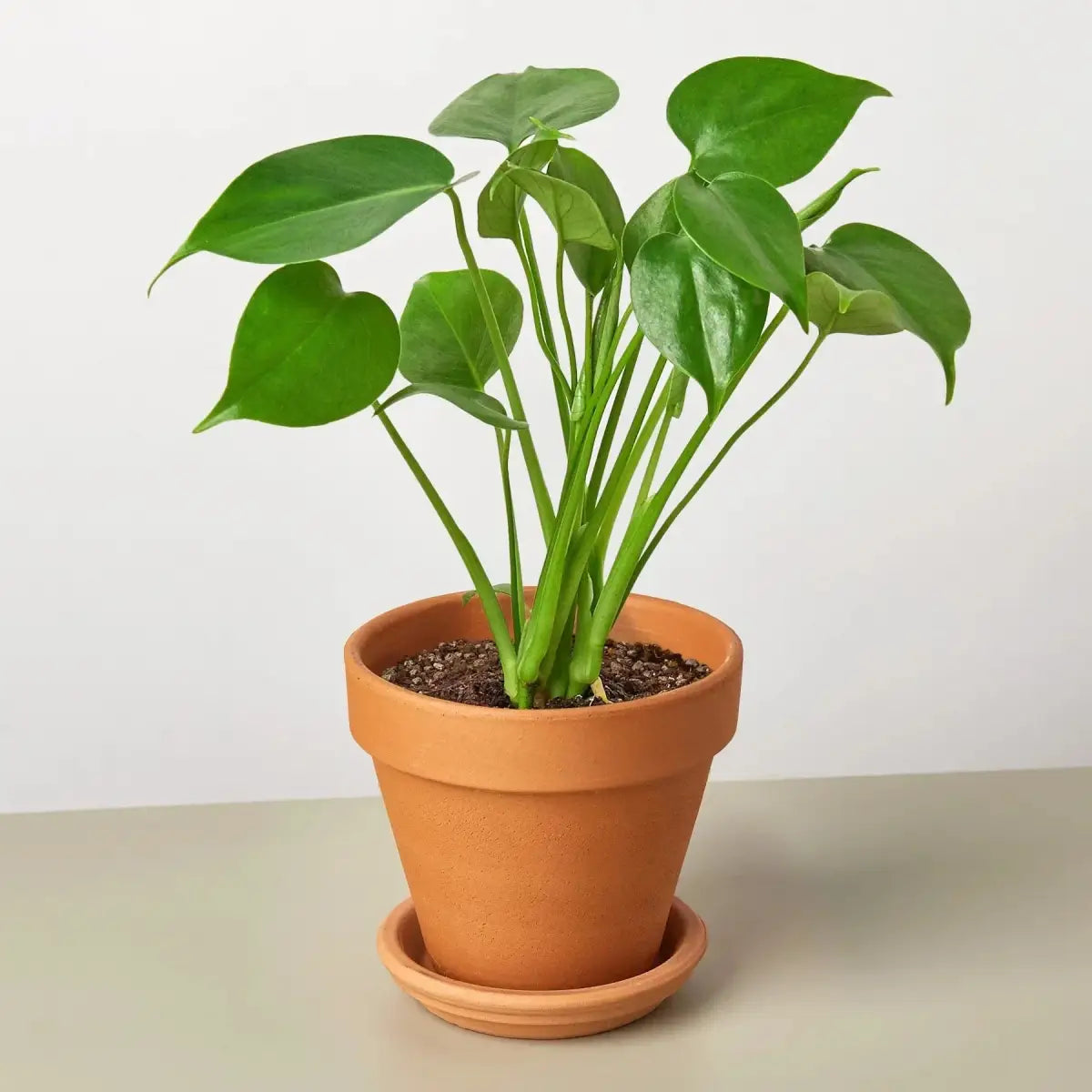 Philodendron Plant - Monstera Split-Leaf - House Plant Shop
