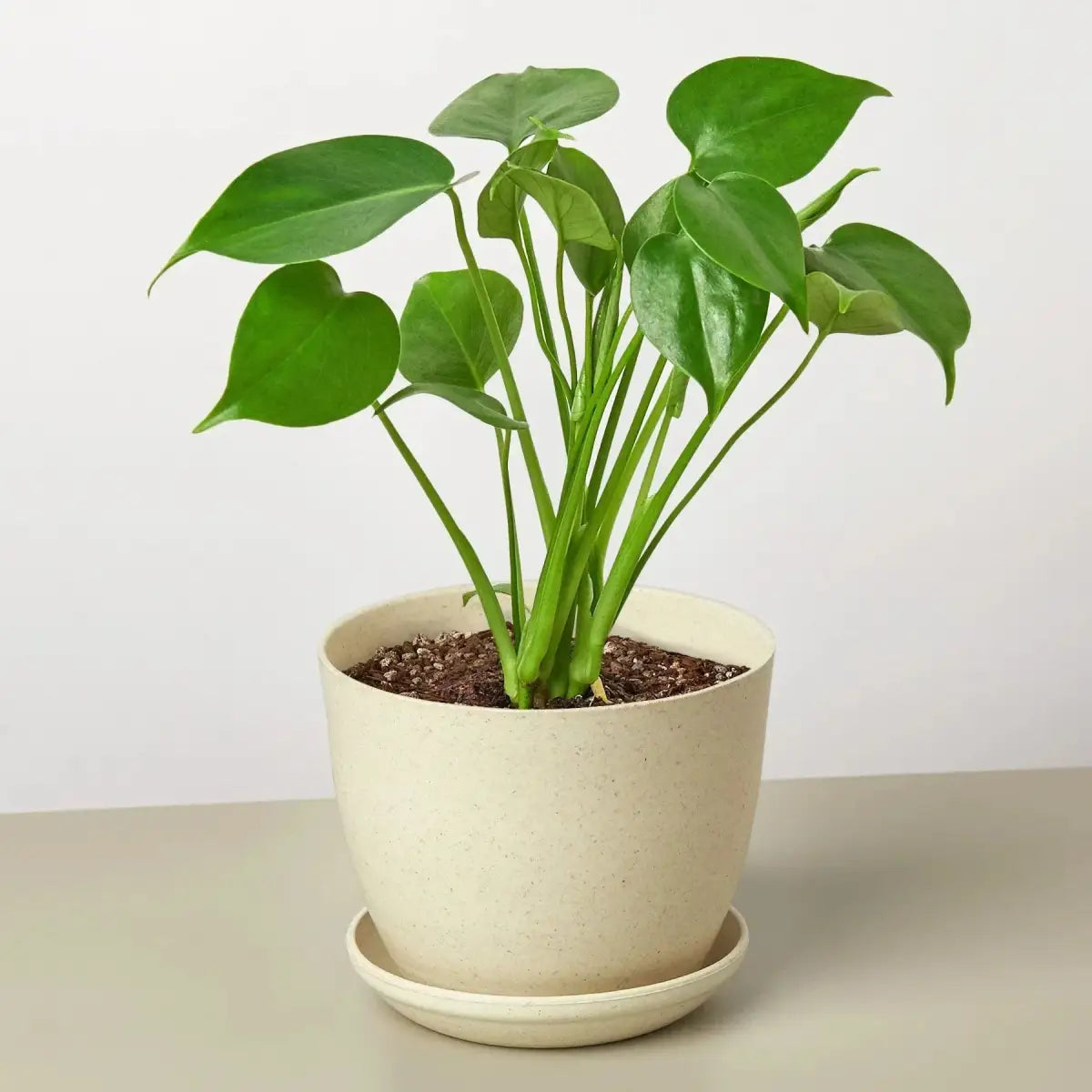 Philodendron Plant - Monstera Split-Leaf - House Plant Shop