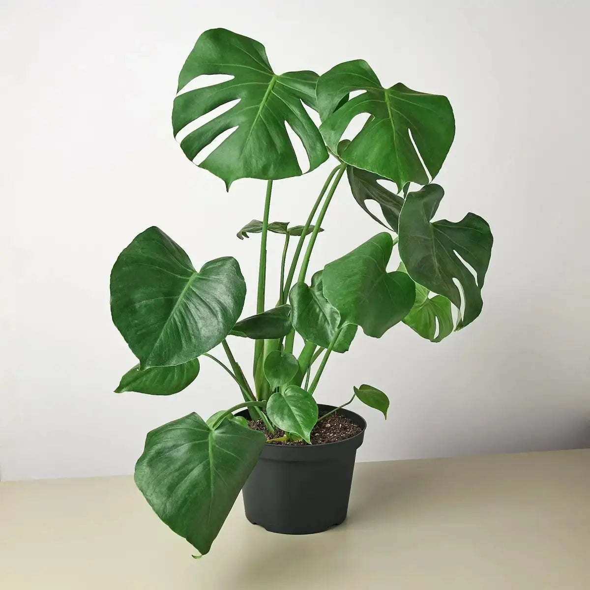 Philodendron Plant - Monstera Split-Leaf - House Plant Shop