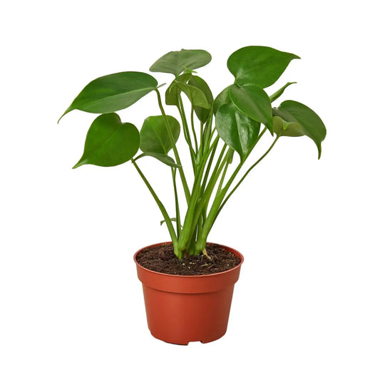 Philodendron Plant - Monstera Split-Leaf - House Plant Shop