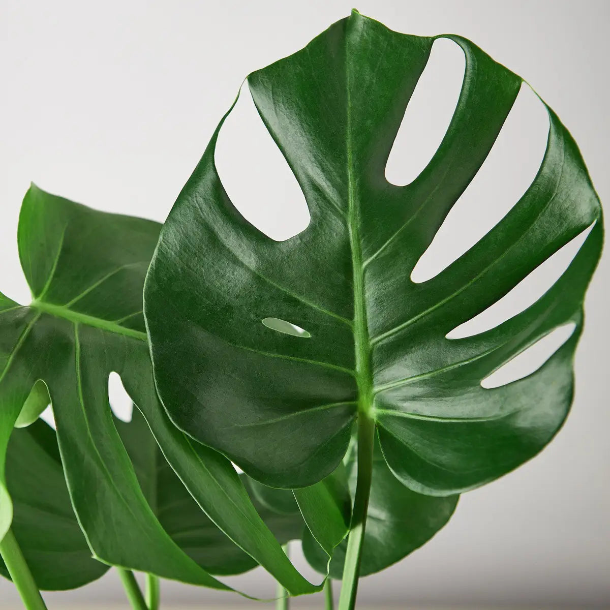 Philodendron Plant - Monstera Split-Leaf - 2’’ Pot / Nursery Pot - House Plant Shop