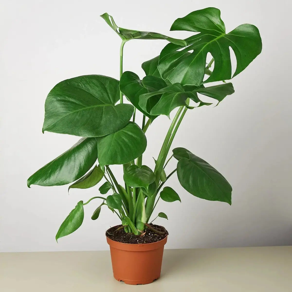 Philodendron Plant - Monstera Split-Leaf - House Plant Shop