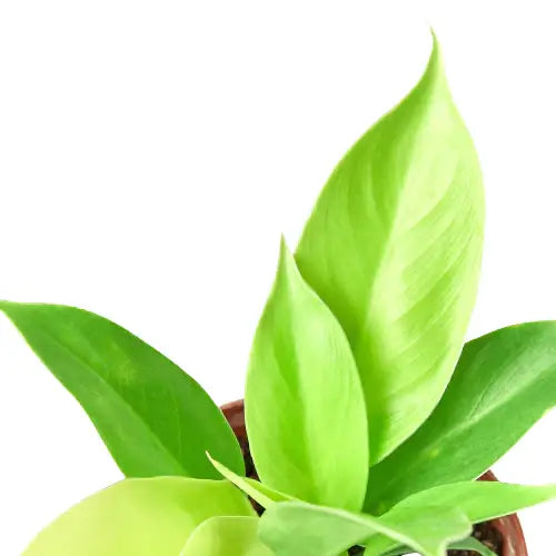 Philodendron ’Moonlight’ - House Plant Shop