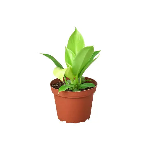 Philodendron ’Moonlight’ - House Plant Shop
