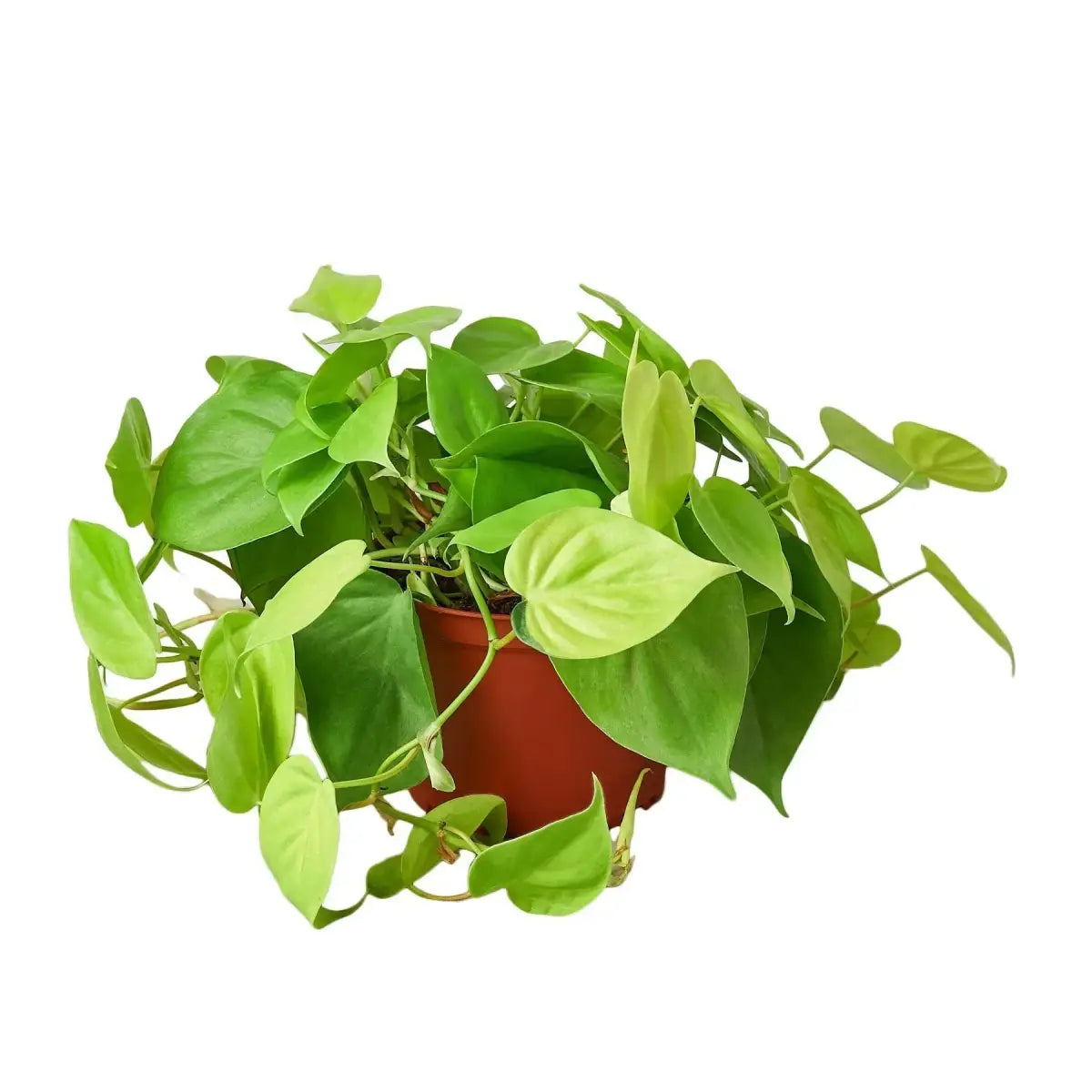 Philodendron Plant - ’Neon’ - House Plant Shop