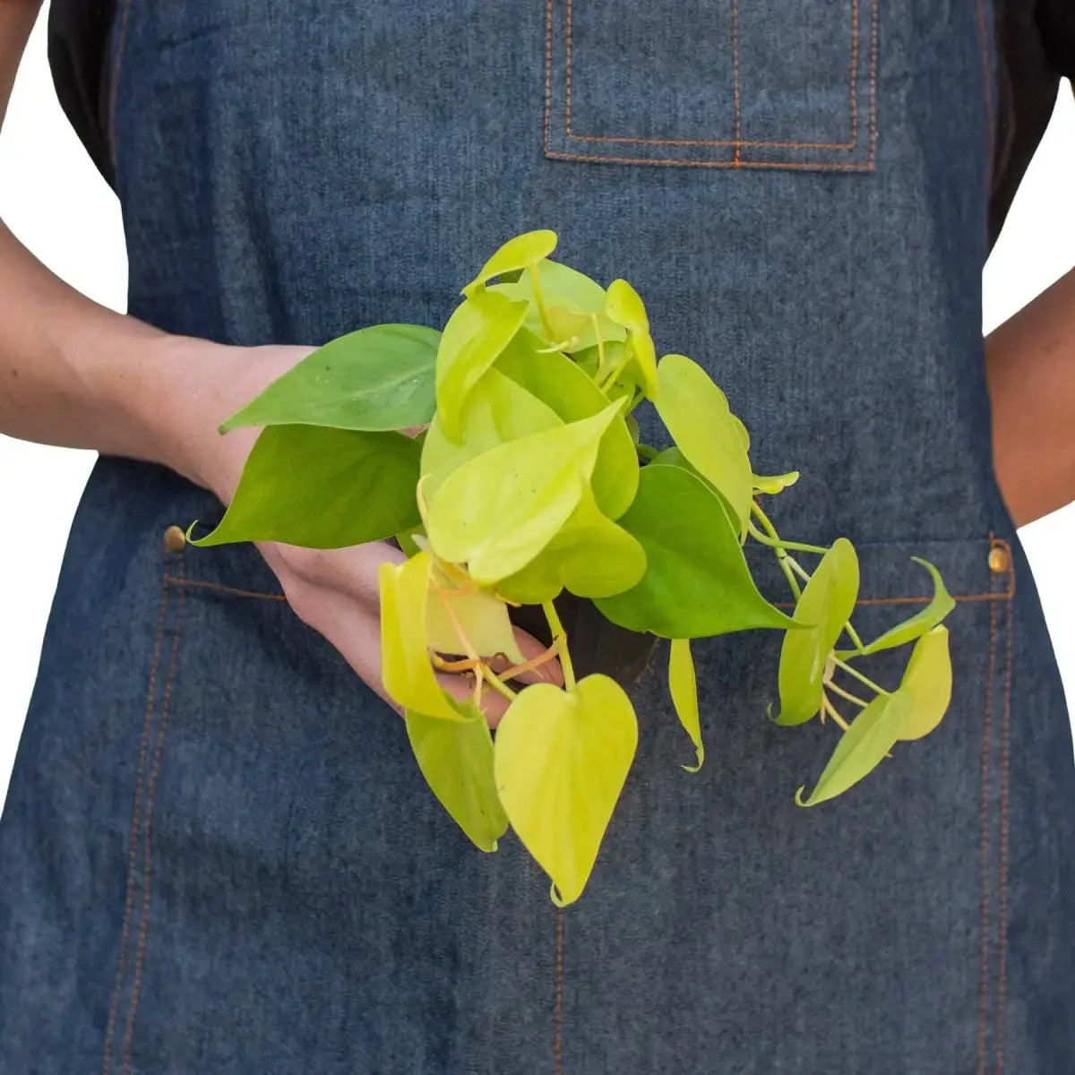 Philodendron Plant - ’Neon’ - House Plant Shop