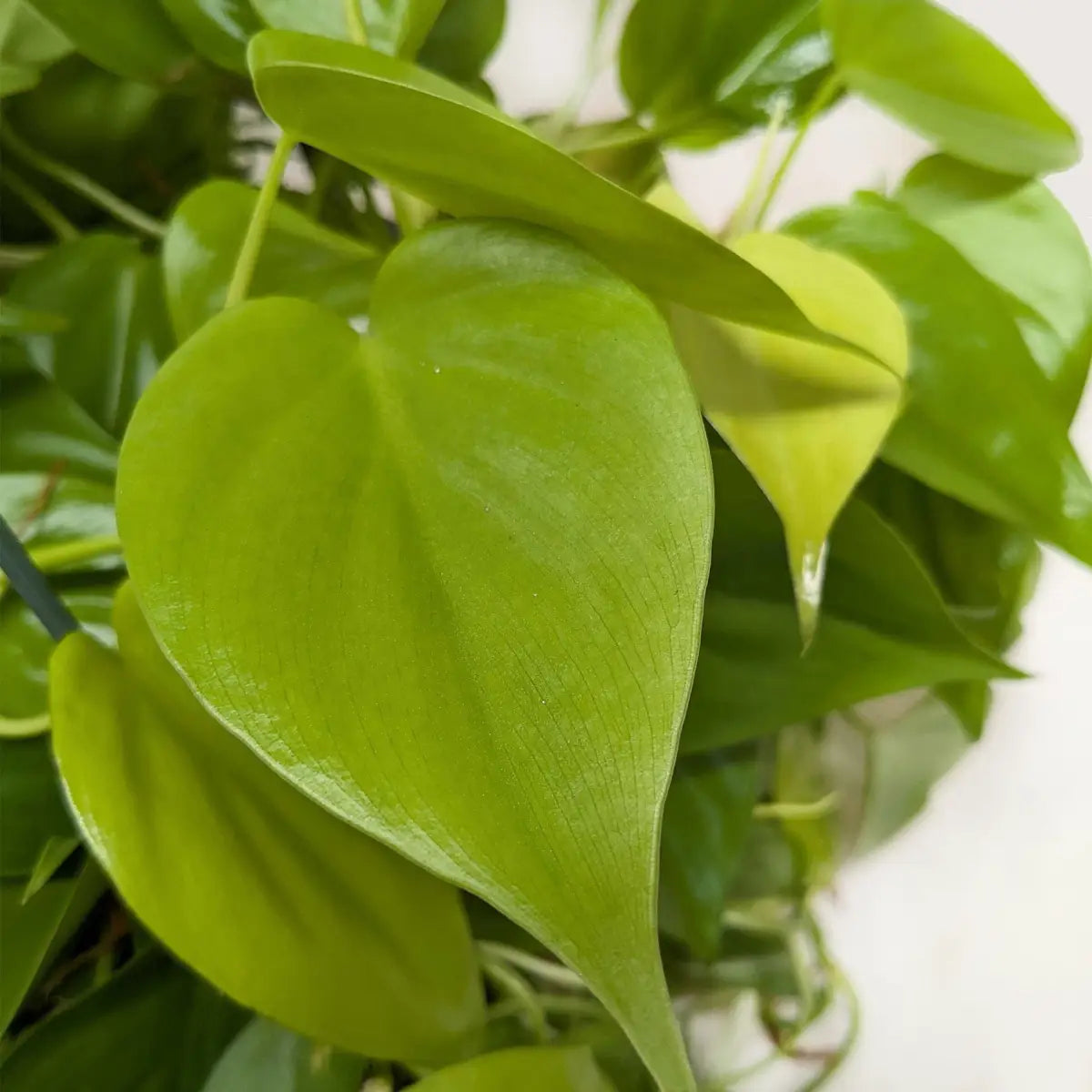 Philodendron Plant - ’Neon’ - 3’’ Pot - House Plant Shop