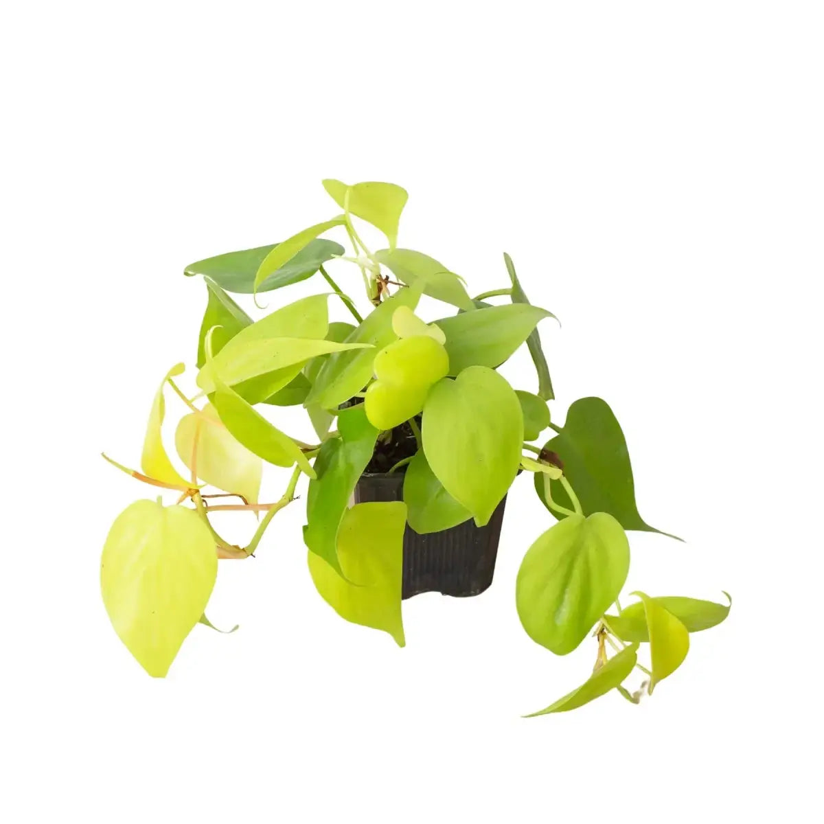 Philodendron Plant - ’Neon’ - House Plant Shop