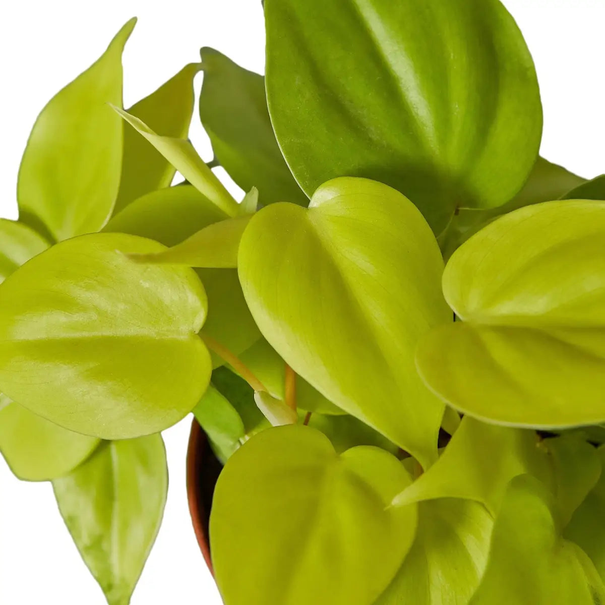 Philodendron Plant - ’Neon’ - House Plant Shop