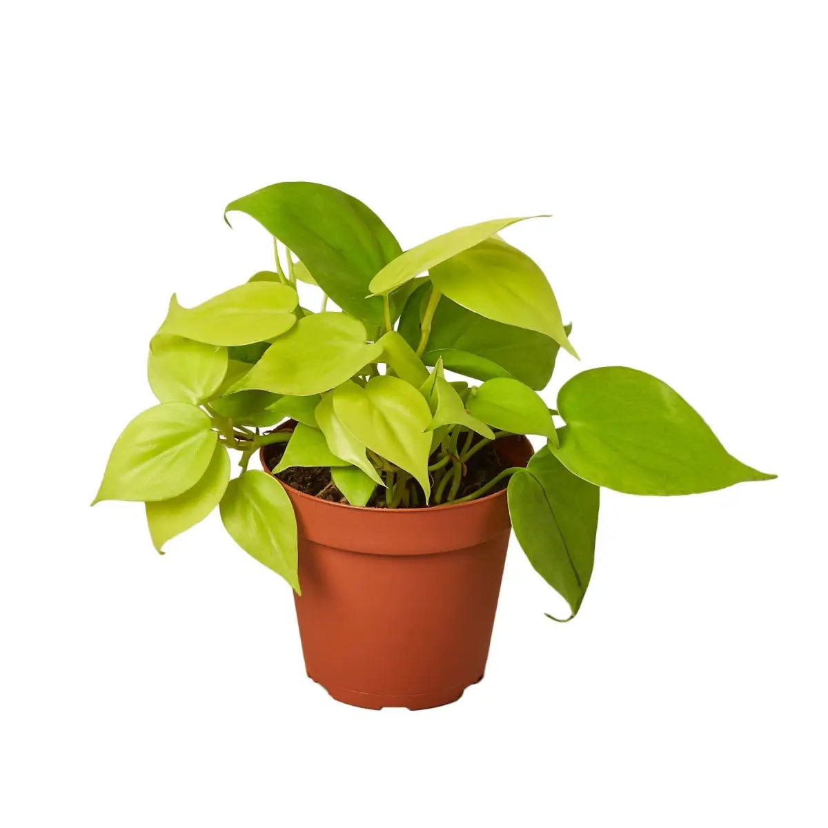 Philodendron Plant - ’Neon’ - House Plant Shop
